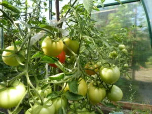 дозаривание томатов
