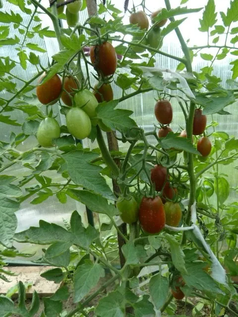 куст томатов с урожаем