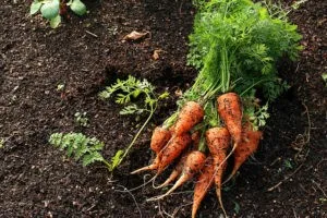 болезни моркови при хранении в погребе