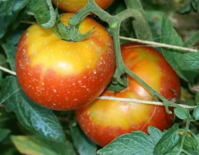 ожог на плодах томатов