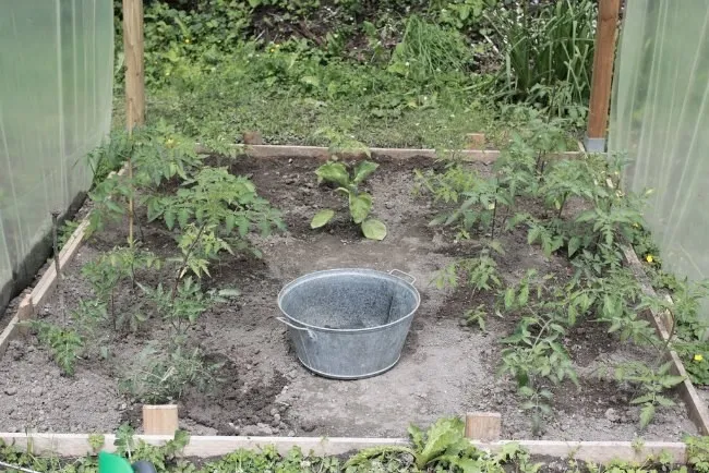 томаты в теплице
