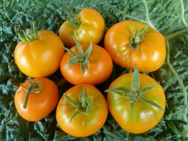 ранний урожай томатов
