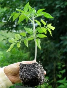 выращивание томатов на двух корнях