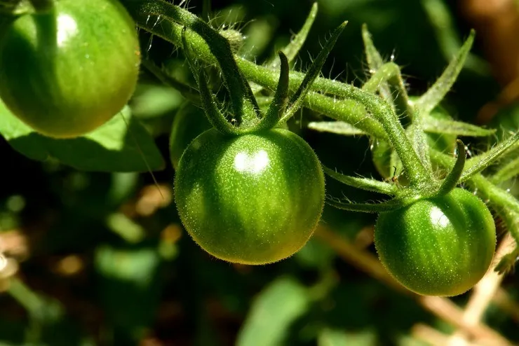 зелёные томаты на ветке
