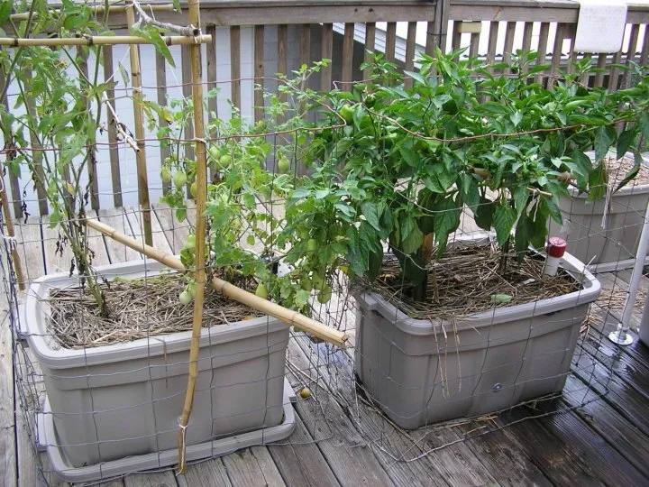 детерминантные томаты в горшках