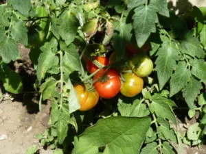 советы по выращиванию томатов