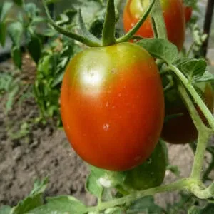 выращивание томатов Де Барао