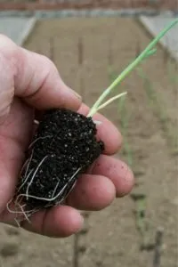 выращивание рассады лука