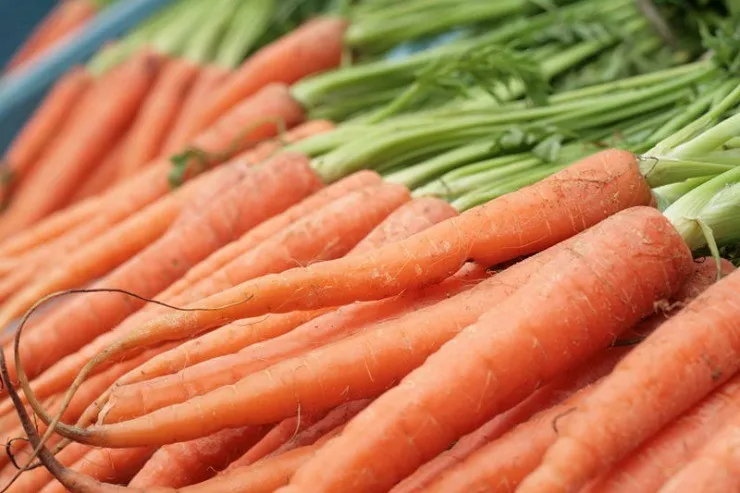 урожай молодой морковки