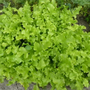 выращивание салата
