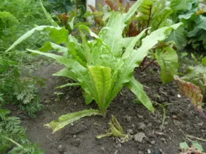 выращивание спаржевого салата