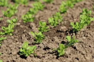 выращивание рассады салата