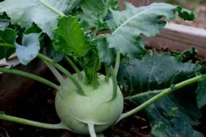 выращивание кольраби