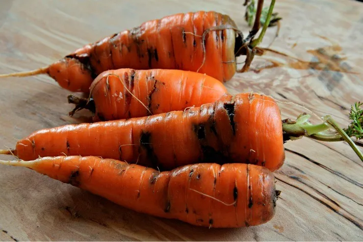 морковь повреждённая морковной мухой