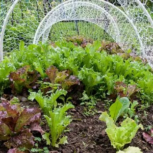 выращивание салата под сеткой