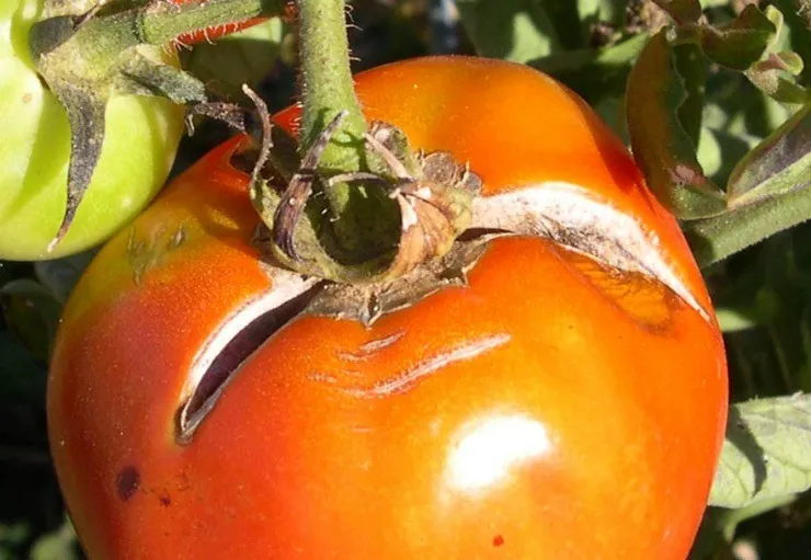 плод томата с трещинами