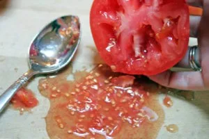 получение семян томатов