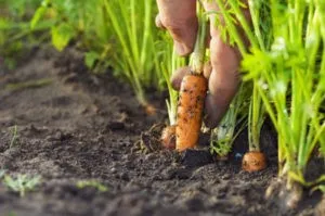 прореживание моркови