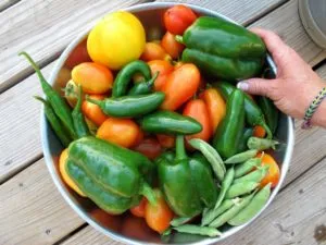 содержание нитратов в овощах