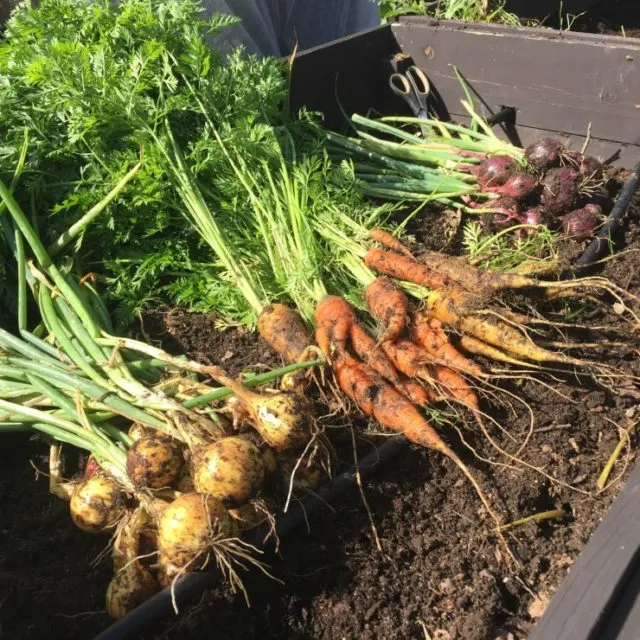 урожай лука и моркови