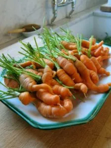 почему морковь вырастает рогатой