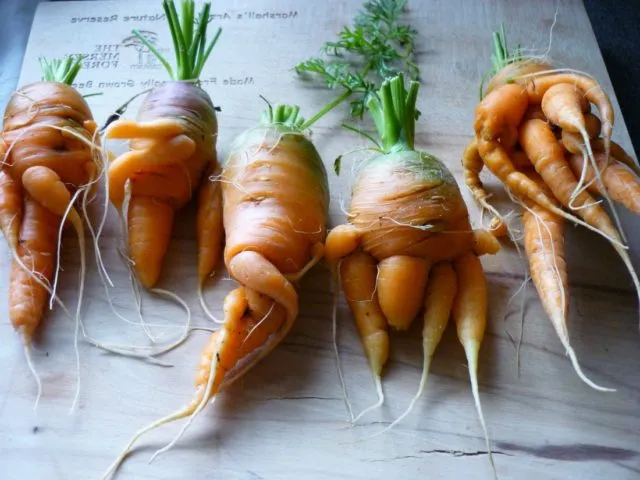 морковные уродцы