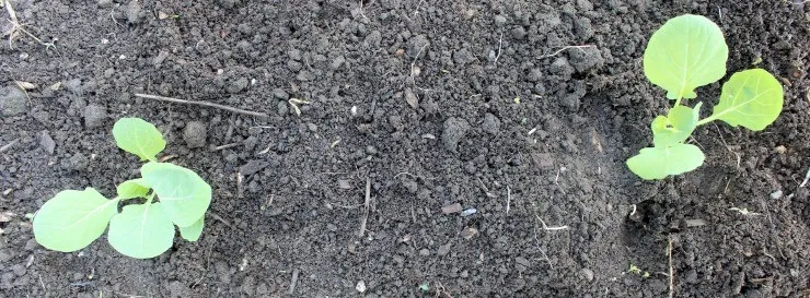 высадка рассады брюссельской капусты на грядку