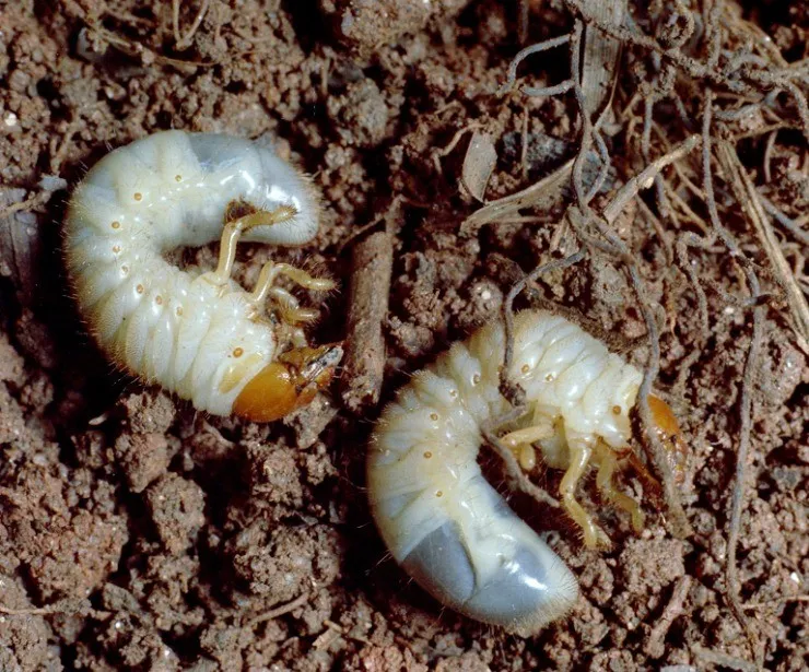 личинки майского жука