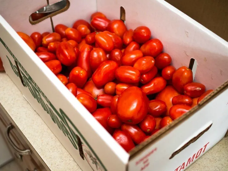 плоды томатов в ящиках