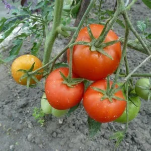сорта томатов