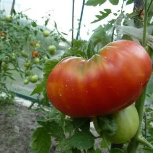 сорт томатов Загадка природы