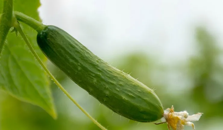 Выращивание огурцов в теплице - полное руководство для начинающих | plod ogurtsa na vetke