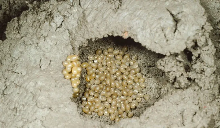 яйцекладка жука медведки