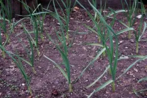 выращивание ярового чеснока