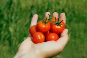 плоды томатов в руке