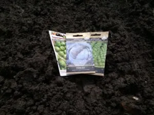 выращивание рассады капусты в теплице