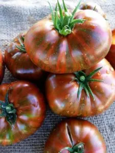 выращивание томатов на компостной куче