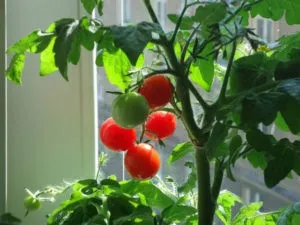 томаты на окне