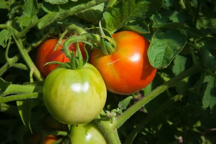 урожай томатов на компостной куче