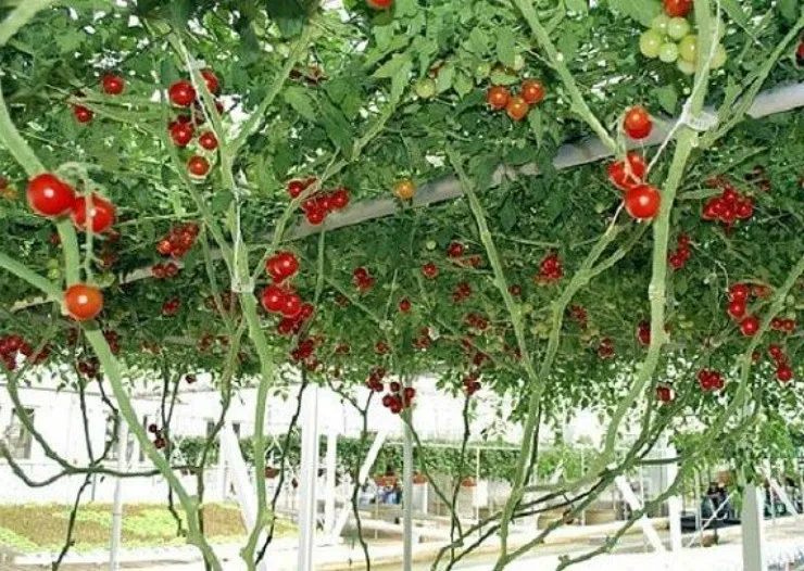 Помидоры спрут: особенности выращивания томатного дерева
