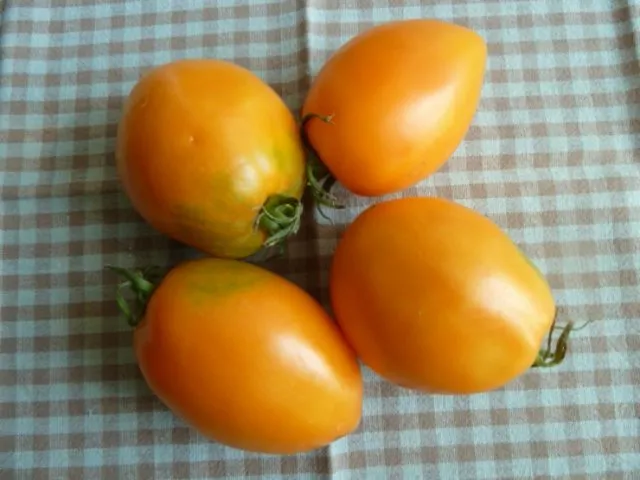жёлтые плоды томата