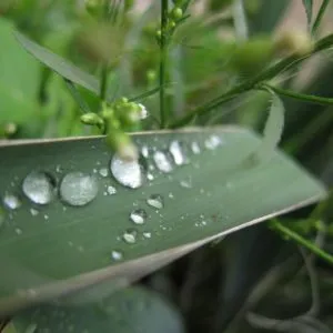 капли воды на листе
