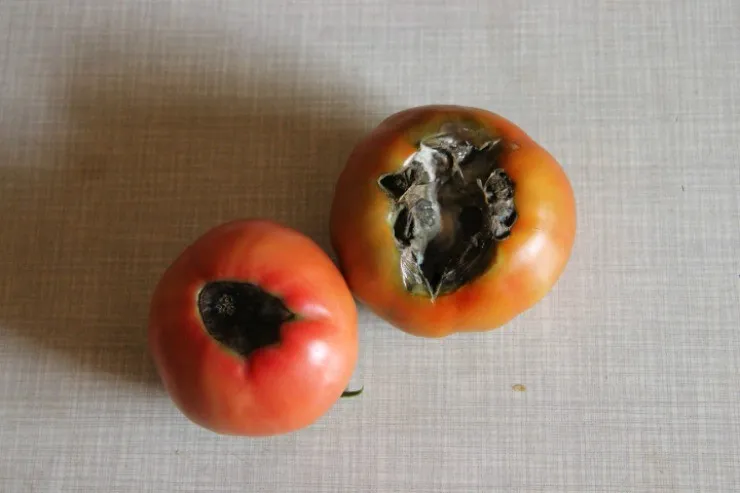 вершинная гниль на плодах томатов