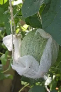 выращивание дыни в теплице