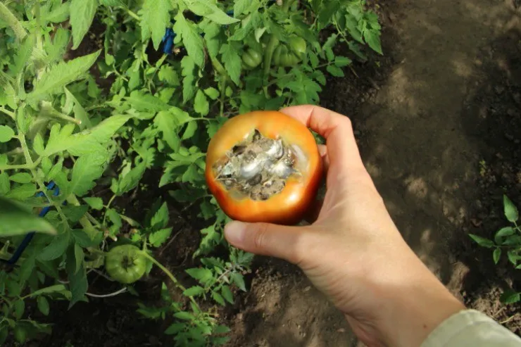 плод томата с вершинной гнилью 