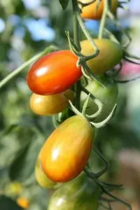 мульчирование томатов