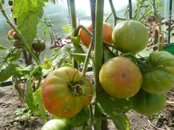 томаты после некорневой подкормки