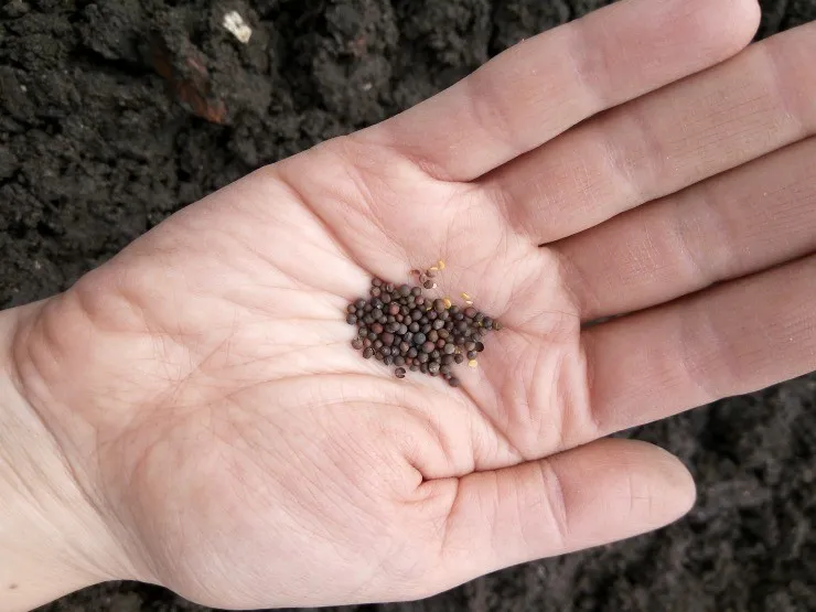 семена белокочанной капусты