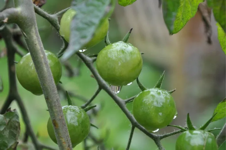 растения томатов после опрыскивания