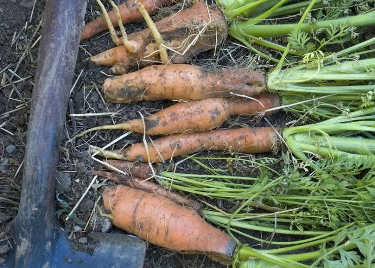 урожай морковки после выкопки